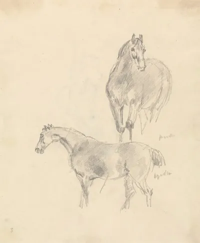 Study Of Two Horses