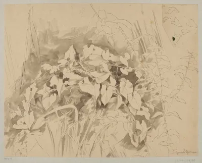 Study Of Vegetation 2