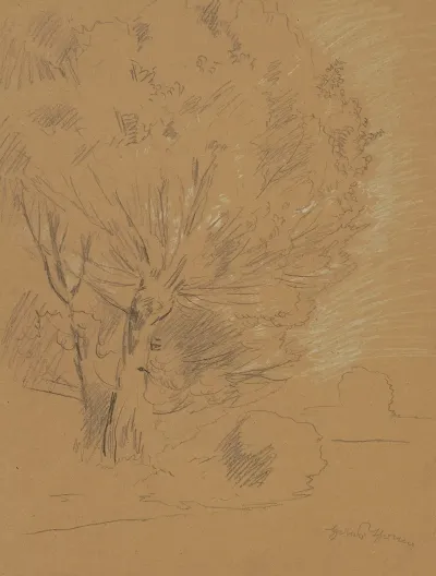 Study Of Willow