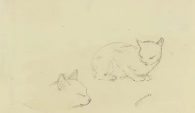 Study Sheet Cats