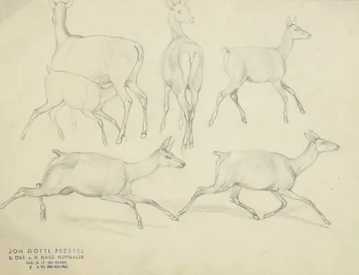 Study Sheet Chamois