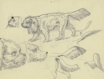 Study Sheet Dogs