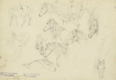 Study Sheet Horses Heads