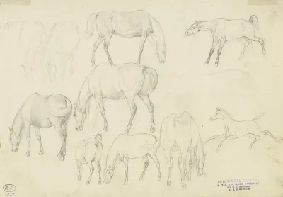 Study Sheet Horses