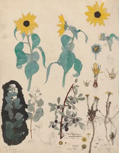 Study Sheet Of Sunflowers Snowberry And Blackthorn