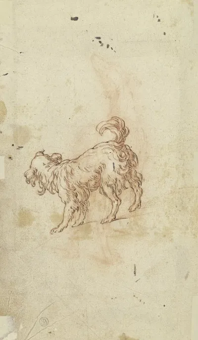Study Sheet Two Dogs