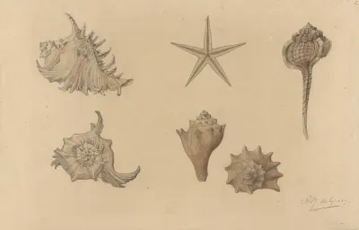 Study Sheet With Shells