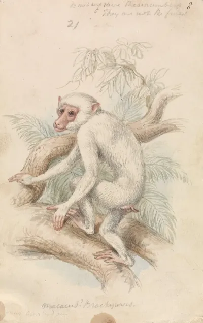 Stump Tailed Macaque