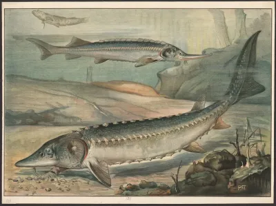 Sturgeon 2