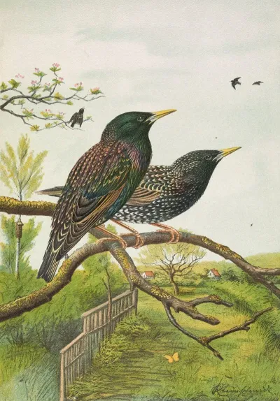 Sturnus Vulgaris