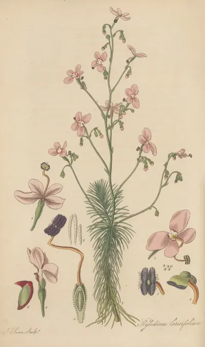 Stylidium Laricifolium