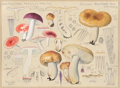 Subsp Russula Fragilis Pers Sing Russula Foetens Pers