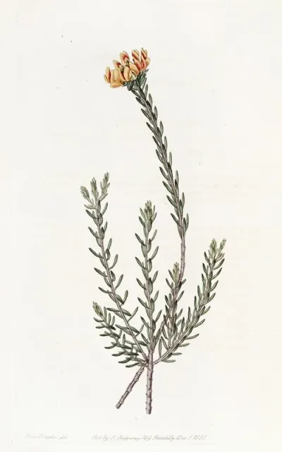 Subumbellate Pultenaea