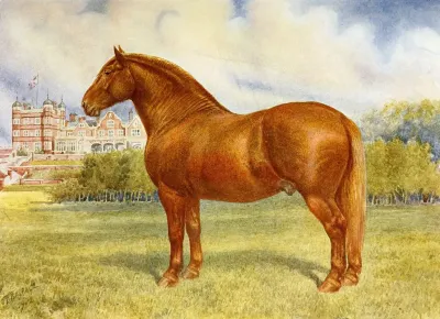 Suffolk Sire Prince Wedgewood