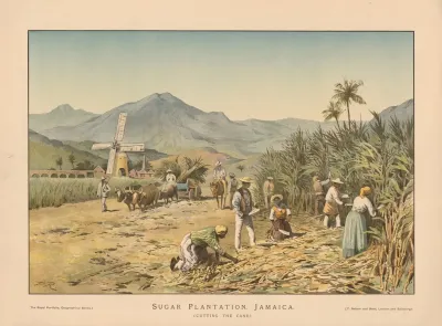 Sugar Plantation Jamaica Cutting The Cane