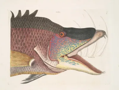 Suillus The Great Hog Fish