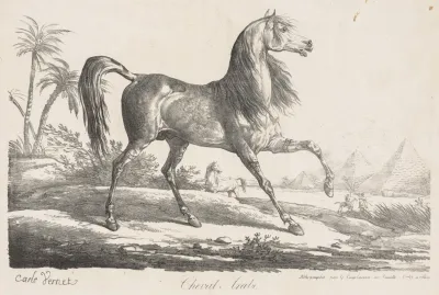 Suite De Chevaux Cheval Arabe