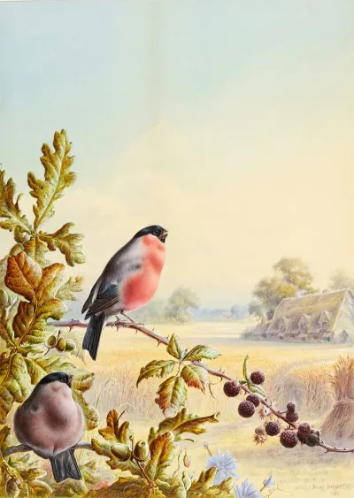 Summer A Pair Of Bullfinch