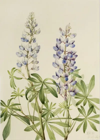 Sun Dial Lupine Lupinus Perennis 2