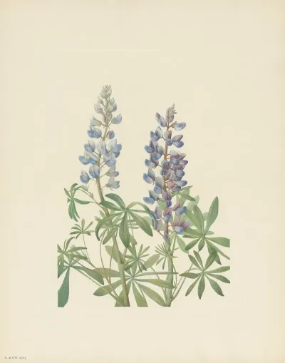 Sun Dial Lupine Lupinus Perennis 3