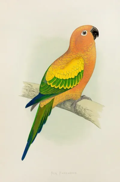 Sun Parrakeet Or Yellow Conure