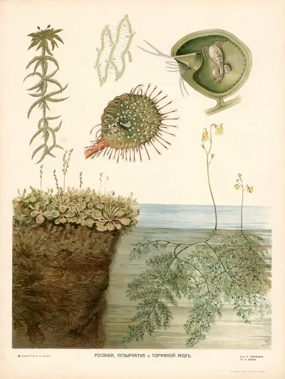 Sundew