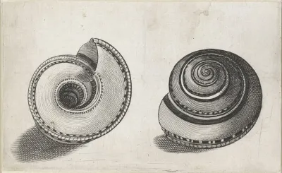 Sundial Shell Architectonica Perspectiva