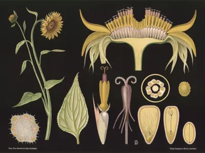 Sunflower Helianthus Annuus