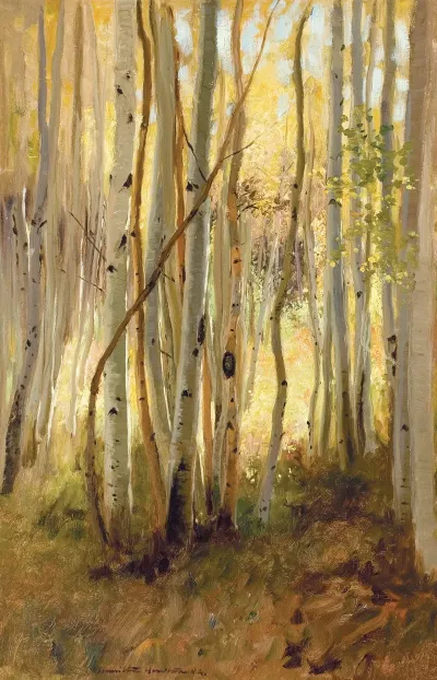 Sunlit Birch Forest
