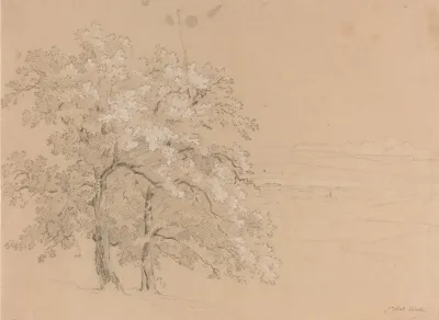 Sunlit Trees Before A Panoramic Landscape