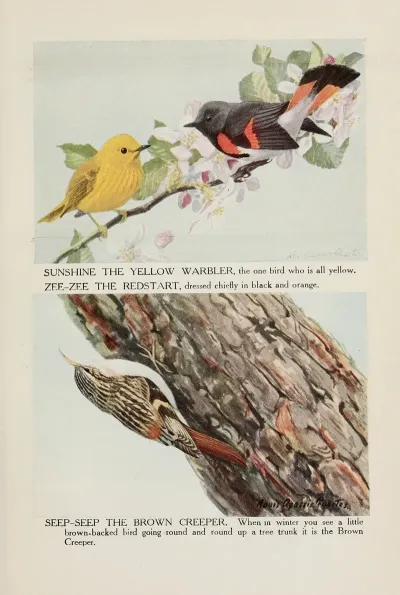 Sunshine The Yellow Warbler Zee Zee The Redstart Seep Seep The Brown Creeper