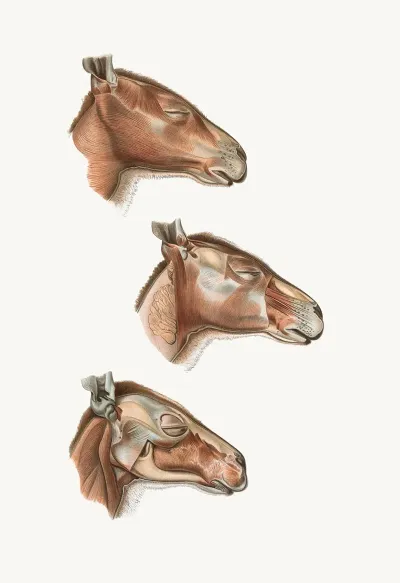 Superficial Facial Muscles Of Halmalurus