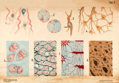 Supportive Tissue