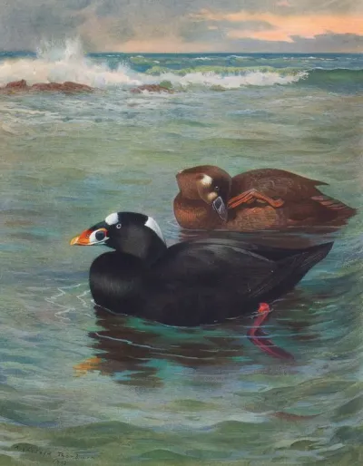 Surf Scoter 2
