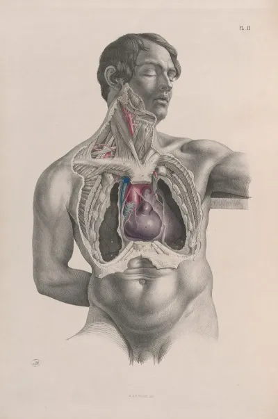 Surgical Anatomy Pl 02