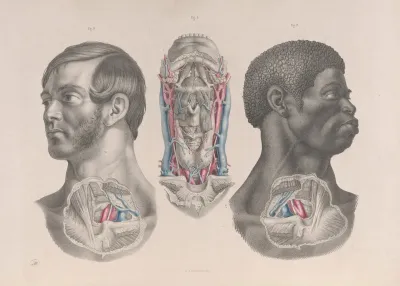 Surgical Anatomy Pl 04