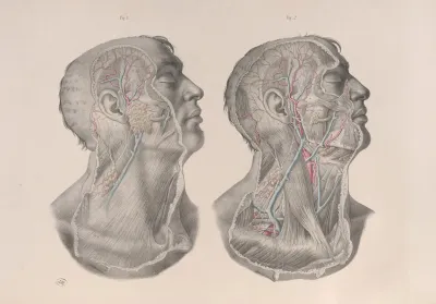 Surgical Anatomy Pl 05