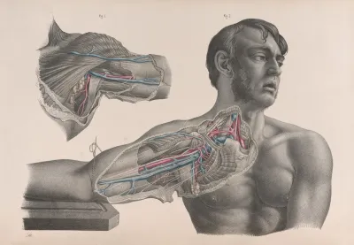 Surgical Anatomy Pl 08