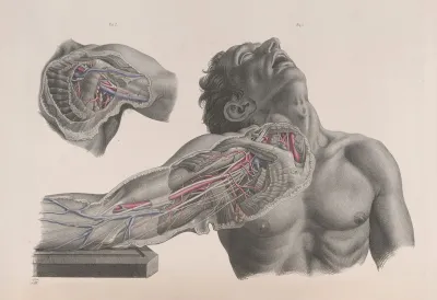 Surgical Anatomy Pl 09