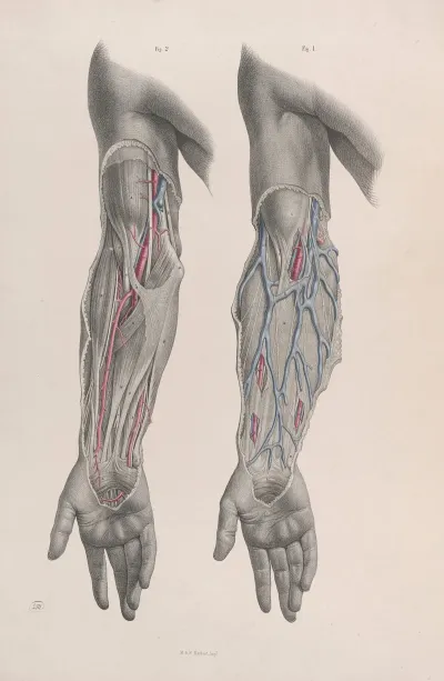 Surgical Anatomy Pl 12