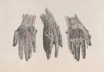 Surgical Anatomy Pl 13
