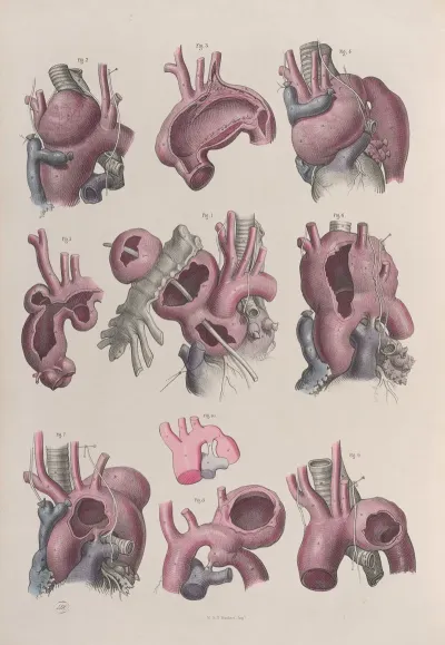 Surgical Anatomy Pl 15