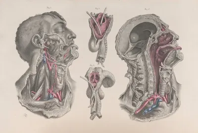Surgical Anatomy Pl 20
