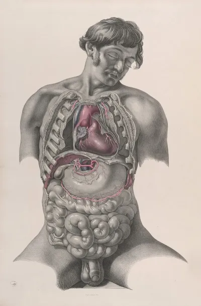 Surgical Anatomy Pl 22