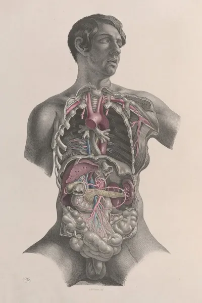 Surgical Anatomy Pl 23