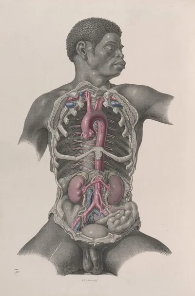 Surgical Anatomy Pl 24