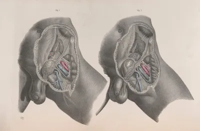 Surgical Anatomy Pl 29