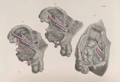 Surgical Anatomy Pl 31