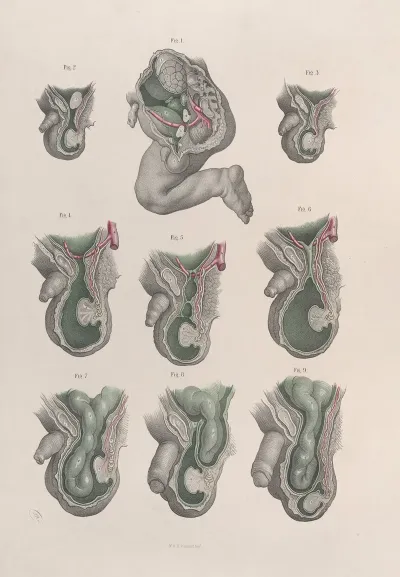 Surgical Anatomy Pl 34