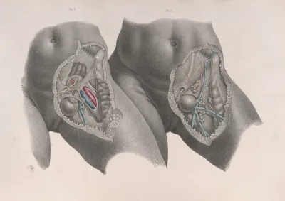 Surgical Anatomy Pl 35